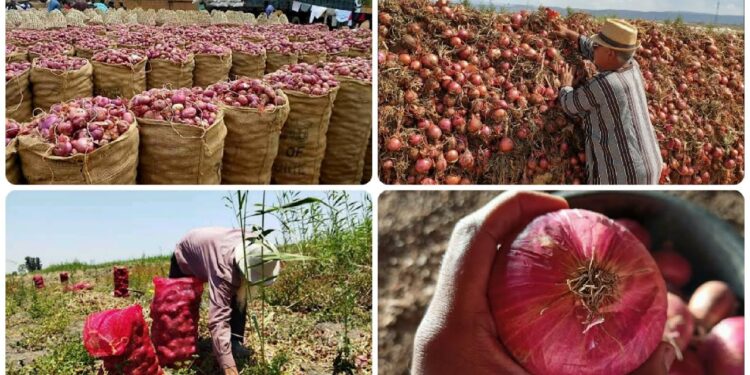 سعر البصل يشهد ارتفاعًا مفاجئًا اليوم الثلاثاء 10 ديسمبر: مفاجأة في الكيلو 1 سعر البصل يشهد ارتفاعًا مفاجئًا اليوم الثلاثاء 10 ديسمبر: مفاجأة في الكيلو