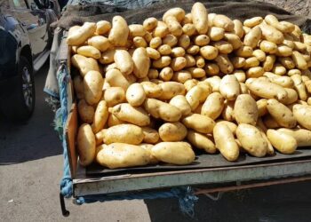 سعر البطاطس اليوم 12 ديسمبر 2024: انخفاض جديد في الأسعار الكيلو جملة وقطاعي