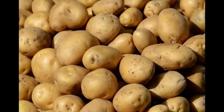 سعر البطاطس اليوم 2 ديسمبر بعد تراجع الأسعار وزيادة الصادرات.. تعرف على سعر الكيلو 1 سعر البطاطس اليوم 2 ديسمبر بعد تراجع الأسعار وزيادة الصادرات.. تعرف على سعر الكيلو