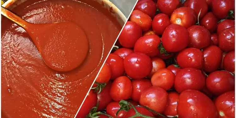 أسعار الطماطم اليوم الأربعاء 11 ديسمبر تشهد مفاجأة غير متوقعة بعد التراجع الأخير 1 أسعار الطماطم اليوم الأربعاء 11 ديسمبر تشهد مفاجأة غير متوقعة بعد التراجع الأخير