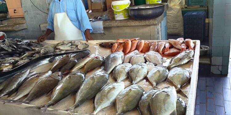 أسعار السمك والبوري في سوق الجملة اليوم 1 ديسمبر: مفاجأة في سعر البلطي 1 أسعار السمك والبوري في سوق الجملة اليوم 1 ديسمبر: مفاجأة في سعر البلطي