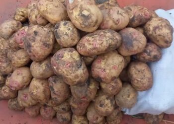 أسعار البطاطس في الأسواق المصرية اليوم تحديث 23 ديسمبر 2024