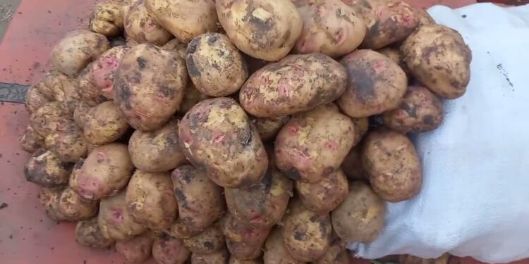 أسعار البطاطس في الأسواق المصرية اليوم تحديث 23 ديسمبر 2024