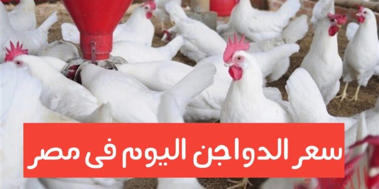 أسعار الفراخ البيضاء في السوق المصري اليوم الأحد 8 ديسمبر 2024 1 أسعار الفراخ البيضاء في السوق المصري اليوم الأحد 8 ديسمبر 2024