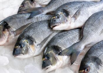 أسعار السمك والماكريل في سوق الجملة اليوم 4 ديسمبر: مفاجأة في سعر البلطي للمستهلكين