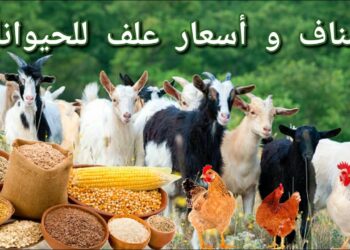 أسعار الأعلاف والذرة الصفراء المستوردة ترتفع بشكل مفاجئ اليوم الثلاثاء 10 ديسمبر