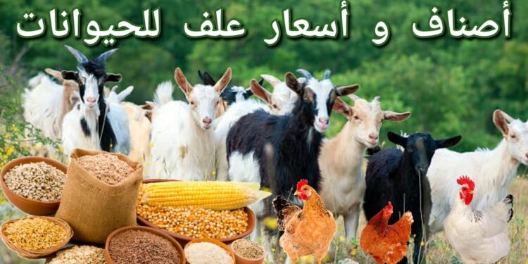 أسعار الأعلاف والذرة الصفراء المستوردة ترتفع بشكل مفاجئ اليوم الثلاثاء 10 ديسمبر