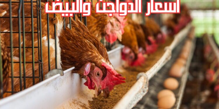 أسعار الفراخ البيضاء تشهد ارتفاعًا اليوم والبيض يحافظ على استقراره 1 أسعار الفراخ البيضاء تشهد ارتفاعًا اليوم والبيض يحافظ على استقراره