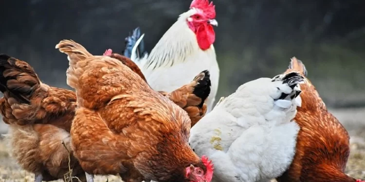 أسعار الفراخ البيضاء بورصة الدواجن اليوم الجمعة 6 ديسمبر 2024: آخر التحديثات 1 أسعار الفراخ البيضاء بورصة الدواجن اليوم الجمعة 6 ديسمبر 2024: آخر التحديثات