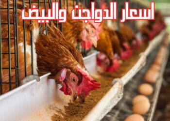 سعر الدواجن البيضاء في بورصة الدواجن اليوم الأحد 22 ديسمبر 2024