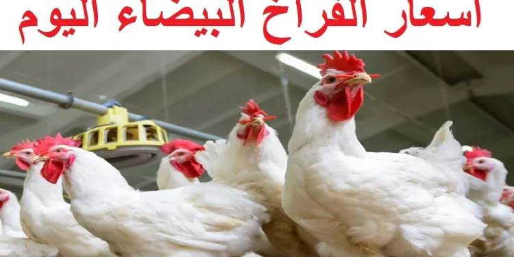 أسعار الفراخ البيضاء في بورصة الدواجن ليوم السبت 7 ديسمبر 2024 1 أسعار الفراخ البيضاء في بورصة الدواجن ليوم السبت 7 ديسمبر 2024