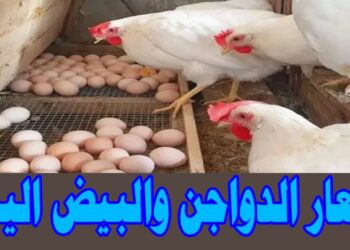 أسعار الفراخ البيضاء في بورصة الدواجن اليوم 19 ديسمبر 2024