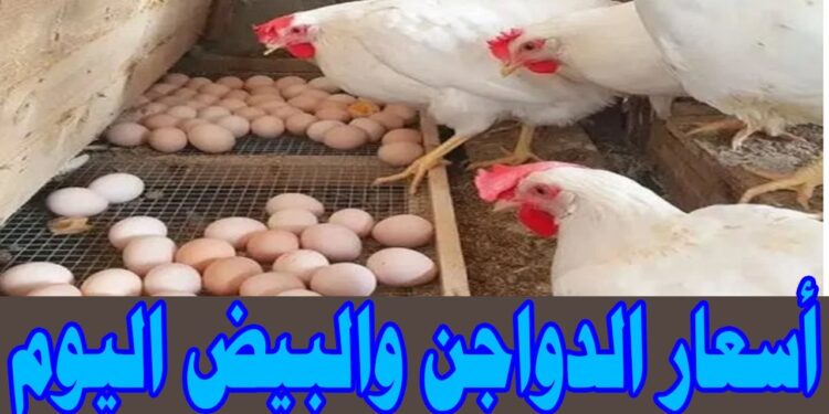 أسعار الفراخ البيضاء في بورصة الدواجن اليوم 19 ديسمبر 2024 1 أسعار الفراخ البيضاء في بورصة الدواجن اليوم 19 ديسمبر 2024