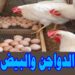 أسعار الفراخ البيضاء في بورصة الدواجن اليوم 19 ديسمبر 2024 2 أسعار الفراخ البيضاء في بورصة الدواجن اليوم 19 ديسمبر 2024