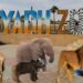 Riyadh Zoo الآن: كيفية حجز تذاكر حديقة الحيوان بالرياض عبر Webook 2 Riyadh Zoo الآن: كيفية حجز تذاكر حديقة الحيوان بالرياض عبر Webook
