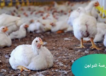 بورصة الدواجن: أسعار الفراخ البيضاء اليوم الخميس 12-12-2024