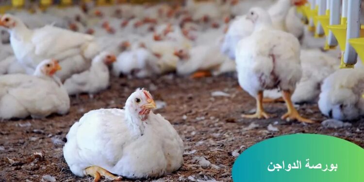 بورصة الدواجن: أسعار الفراخ البيضاء اليوم الخميس 12-12-2024 1 بورصة الدواجن: أسعار الفراخ البيضاء اليوم الخميس 12-12-2024