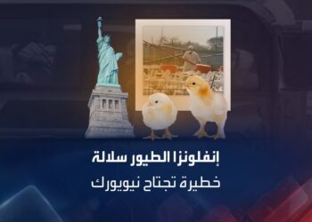 إنفلونزا الطيور تضرب مزرعة في نيويورك وتؤدي إلى إعدام 100 ألف بطة