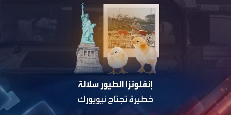 إنفلونزا الطيور تضرب مزرعة في نيويورك وتؤدي إلى إعدام 100 ألف بطة 1 إنفلونزا الطيور تضرب مزرعة في نيويورك وتؤدي إلى إعدام 100 ألف بطة