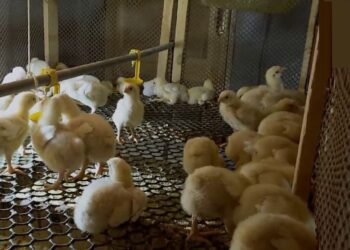 الزراعة تبدأ استيراد كتاكيت التسمين والبياض والبيض المخصب بهدف استقرار الأسعار