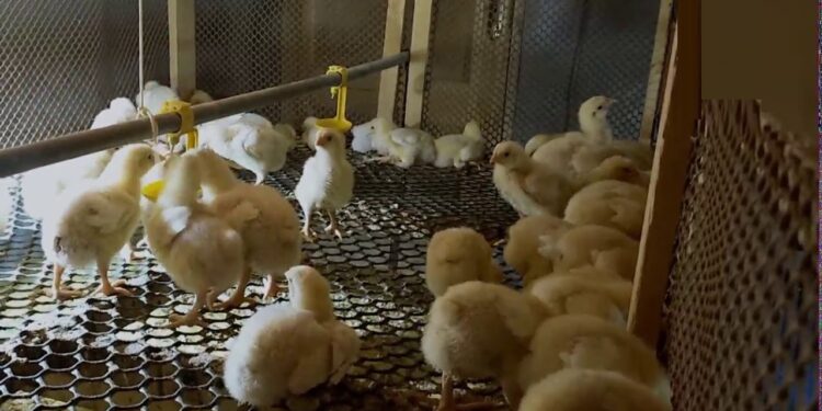 الزراعة تبدأ استيراد كتاكيت التسمين والبياض والبيض المخصب بهدف استقرار الأسعار