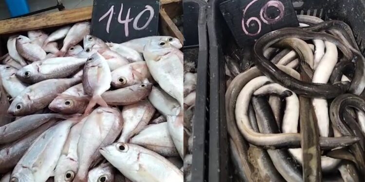 الأسماك المصرية تعود للأسواق الأوروبية بعد غياب 4 سنوات 1 الأسماك المصرية تعود للأسواق الأوروبية بعد غياب 4 سنوات