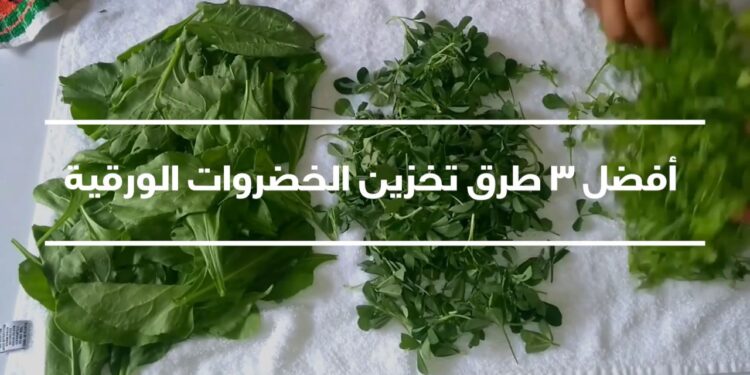كيفية حفظ الخضار الورقية بطرق صحيحة نصائح للوقاية من الذبول 1 كيفية حفظ الخضار الورقية بطرق صحيحة نصائح للوقاية من الذبول
