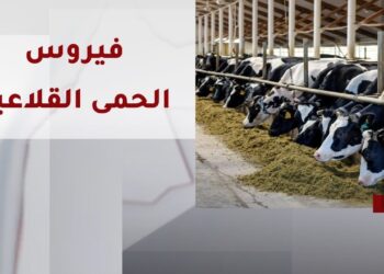 الحمى القلاعية تتصاعد مجددًا هل العالم مهدد بموجة جديدة من الوباء؟