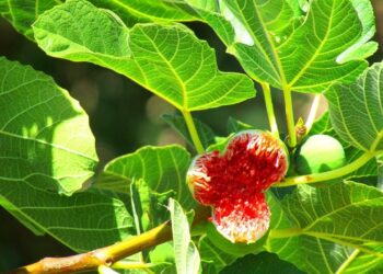 ورق التين المغلي علاج التنحيف وتحسين الصحة بأبسط الطرق