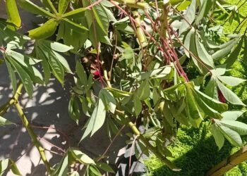 فوائد الكسافا الصحية تأثيره على الوزن والشعر والبشرة