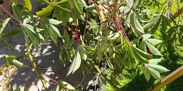 فوائد الكسافا الصحية تأثيره على الوزن والشعر والبشرة 1 فوائد الكسافا الصحية تأثيره على الوزن والشعر والبشرة