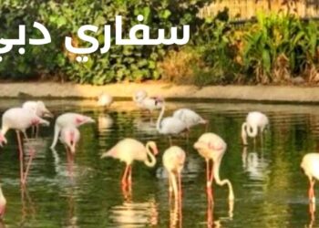 أسعار تذاكر سفاري دبي ورابط حجز التذاكر عبر الإنترنت dubaisafari.ae