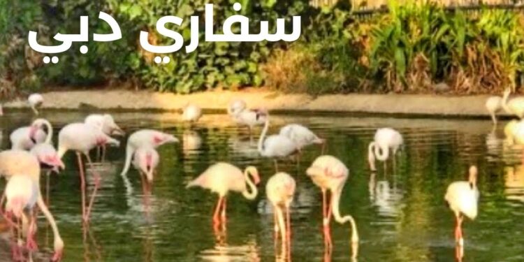 أسعار تذاكر سفاري دبي ورابط حجز التذاكر عبر الإنترنت dubaisafari.ae 1 أسعار تذاكر سفاري دبي ورابط حجز التذاكر عبر الإنترنت dubaisafari.ae