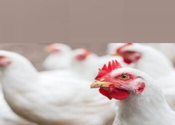 أسعار الفراخ البيضاء في بورصة الدواجن اليوم الثلاثاء 14 يناير بعد الزيادة الأخيرة