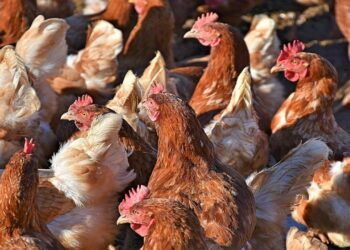 أسعار الفراخ البيضاء والحمراء والبيض في الأسواق المحلية