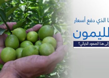 أسعار الليمون تقفز بنسبة 300% في الأسواق المحلية