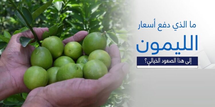 أسعار الليمون تقفز بنسبة 300% في الأسواق المحلية 1 أسعار الليمون تقفز بنسبة 300% في الأسواق المحلية