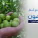 أسعار الليمون تقفز بنسبة 300% في الأسواق المحلية 2 أسعار الليمون تقفز بنسبة 300% في الأسواق المحلية