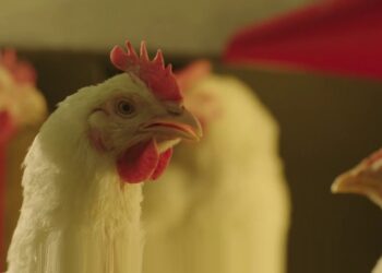 بورصة الدواجن سعر الفراخ اليوم الأربعاء 29 يناير 2025