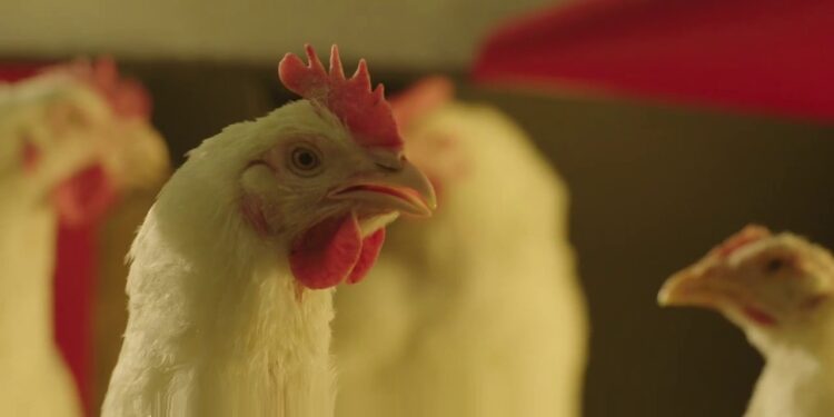 بورصة الدواجن سعر الفراخ اليوم الأربعاء 29 يناير 2025