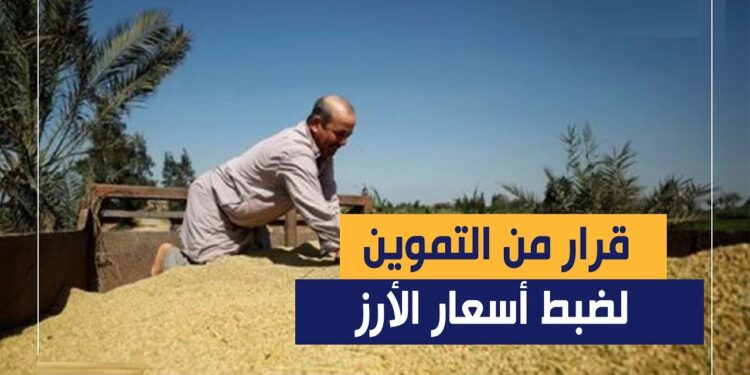 أسواق الأرز في مصر تشهد استقرارًا مع فائض مليون طن 1 أسواق الأرز في مصر تشهد استقرارًا مع فائض مليون طن