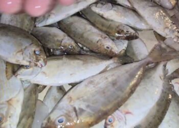 أسعار الأسماك في مصر اليوم 30 يناير 2025 استقرار في السوق