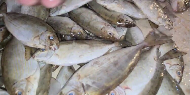 أسعار الأسماك في مصر اليوم 30 يناير 2025 استقرار في السوق