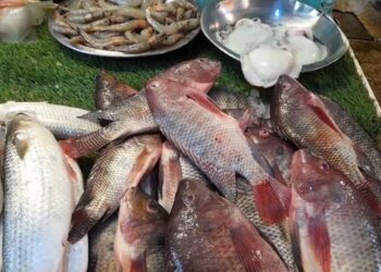 أسعار السمك والماكريل اليوم الأربعاء 29 يناير 2025 في الأسواق مفاجأة في البلطي