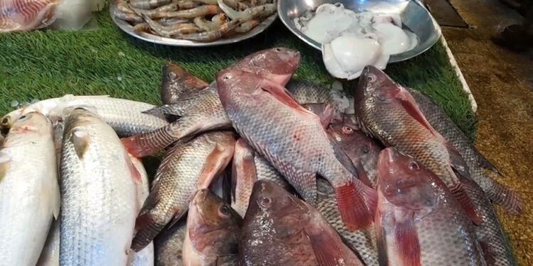 أسعار السمك والماكريل اليوم الأربعاء 29 يناير 2025 في الأسواق مفاجأة في البلطي