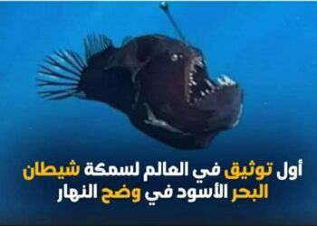 الشيطان الأسود يظهر بشكل مفاجئ على سطح البحر في وضح النهار