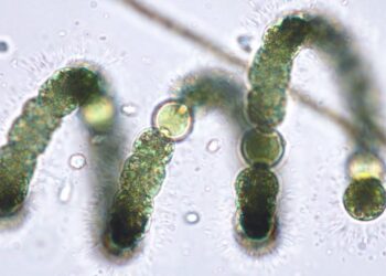 منتجات دجاج كازاخستانية تحمل بكتيريا ضارة تهدد الأمن الصحي في روسيا