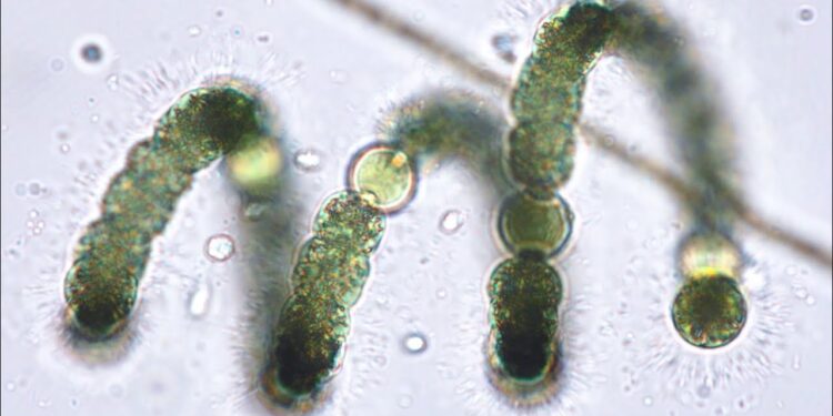 منتجات دجاج كازاخستانية تحمل بكتيريا ضارة تهدد الأمن الصحي في روسيا 1 منتجات دجاج كازاخستانية تحمل بكتيريا ضارة تهدد الأمن الصحي في روسيا