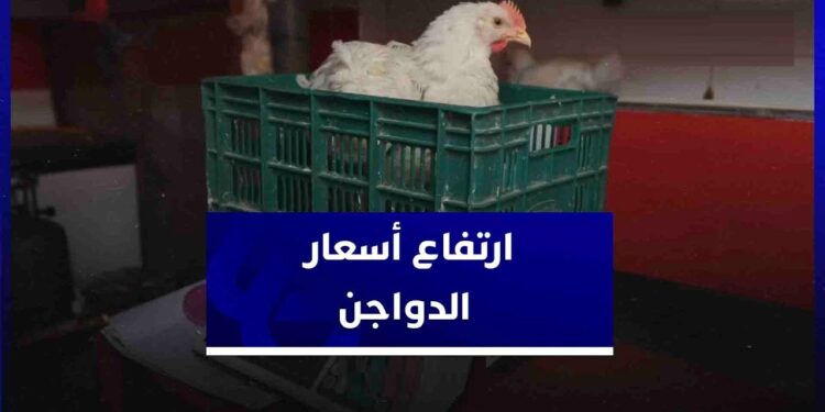 سعر الكتكوت يتجاوز الدولار.. ما تأثير ذلك على أسعار الدواجن في رمضان؟