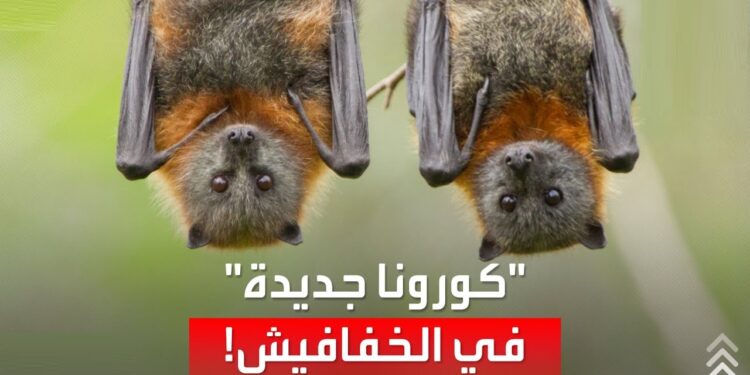 جين في الخفافيش يفتح آفاقًا جديدة في محاربة الفيروسات مثل كوفيد-19 1 جين في الخفافيش يفتح آفاقًا جديدة في محاربة الفيروسات مثل كوفيد-19